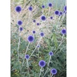 Kép 2/4 - Echinops ritro 'Veitch's Blue' – Sötétkék szamárkenyér