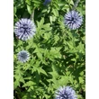 Kép 3/4 - Echinops ritro 'Veitch's Blue' – Sötétkék szamárkenyér