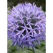 Kép 4/4 - Echinops ritro 'Veitch's Blue' – Sötétkék szamárkenyér
