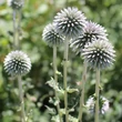 Kép 4/6 - Echinops bannaticus 'Star Frost' – Bánsági szamárkenyér