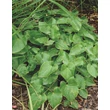 Kép 2/5 - Epimedium perralchicum 'Frohnleiten' – Püspöksüveg, tündérvirág zöld lombbal