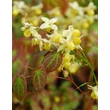 Kép 4/5 - Epimedium perralchicum 'Frohnleiten' – Püspöksüveg, tündérvirág virágai