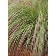 Kép 2/5 - Eragrostis curvula 'Totnes Burgundy' – Tőtippan