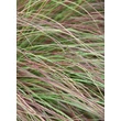 Kép 1/5 - Eragrostis curvula 'Totnes Burgundy' – Tőtippan