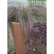 Kép 4/5 - Eragrostis curvula 'Totnes Burgundy' – Tőtippan kiültetés