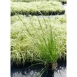 Kép 3/5 - Eragrostis curvula 'Totnes Burgundy' – Tőtippan zöld állapotban