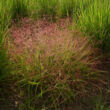 Kép 1/2 - Eragrostis spectabilis – Tőtippan