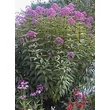 Kép 2/5 - Eupatorium maculatum 'Atropurpureum' – Sédkender habitusa