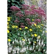 Kép 4/5 - Eupatorium maculatum 'Atropurpureum' – Sédkender összeültetésben
