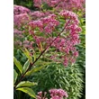 Kép 3/5 - Eupatorium maculatum 'Atropurpureum' – Sédkender virága közelről