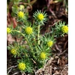 Kép 3/6 - Euphorbia cyparissias – Farkas kutyatej