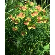 Kép 4/6 - Euphorbia cyparissias – Farkas kutyatej