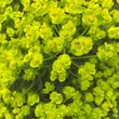 Kép 1/3 - Euphorbia cyparissias 'Fens Ruby' – Farkas kutyatej