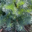 Kép 2/3 - Euphorbia cyparissias 'Fens Ruby' – Farkas kutyatej