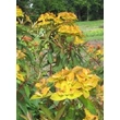Kép 1/4 - Euphorbia griffithii 'Beauty of Orange' – Rózsás kutyatej