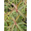 Kép 3/4 - Euphorbia griffithii 'Beauty of Orange' – Rózsás kutyatej