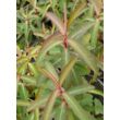 Euphorbia griffithii 'Beauty of Orange' – Rózsás kutyatej