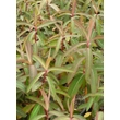 Kép 2/4 - Euphorbia griffithii 'Beauty of Orange' – Rózsás kutyatej