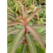 Kép 4/4 - Euphorbia griffithii 'Beauty of Orange' – Rózsás kutyatej