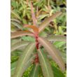 Euphorbia griffithii 'Beauty of Orange' – Rózsás kutyatej