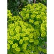 Kép 2/5 - Euphorbia seguieriana subsp. niciciana - Pusztai kutyatej