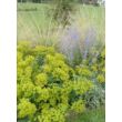 Kép 3/5 - Euphorbia seguieriana subsp. niciciana - Pusztai kutyatej