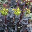Kép 1/6 - Euphorbia 'Xenia' – Erdei kutyatej