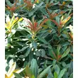 Kép 6/6 - Euphorbia 'Xenia' – Erdei kutyatej