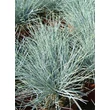 Kép 1/5 - Festuca glauca 'Azurit' – Kék csenkesz