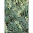 Kép 2/5 - Festuca glauca 'Azurit' – Kék csenkesz