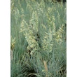 Kép 3/5 - Festuca glauca 'Azurit' – Kék csenkesz