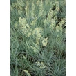 Kép 4/5 - Festuca glauca 'Azurit' – Kék csenkesz