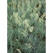 Kép 4/5 - Festuca glauca 'Azurit' – Kék csenkesz
