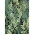 Kép 5/5 - Festuca glauca 'Azurit' – Kék csenkesz