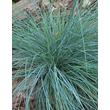 Kép 1/2 - Festuca glauca 'Uchte'- Deres csenkesz