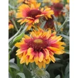 Kép 2/3 - Gaillardia aristata 'African Sunset' – Kokárdavirág