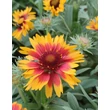 Kép 1/3 - Gaillardia aristata 'African Sunset' – Kokárdavirág
