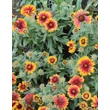Kép 3/3 - Gaillardia aristata 'African Sunset' – Kokárdavirág