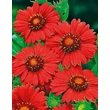 Kép 1/5 - Gaillardia x grandiflora 'Burgunder' – Kerti kokárdavirág