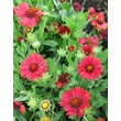 Kép 3/5 - Gaillardia 'Burgunder' – Kerti kokárdavirág állomány