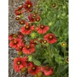 Kép 2/5 - Gaillardia 'Burgunder' – Kerti kokárdavirág habitus