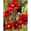 Kép 4/5 - Gaillardia 'Burgunder' – Kerti kokárdavirág virágzatok