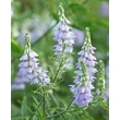 Kép 2/6 - Galega officinalis – Orvosi kecskeruta