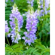 Kép 4/6 - Galega officinalis – Orvosi kecskeruta