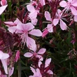 Kép 1/2 - Gaura lindheimeri 'Blaze'® – Évelő díszgyertya