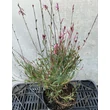 Kép 2/2 - Gaura lindheimeri 'Butterfly Appleblossom – Évelő díszgyertya