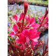 Kép 4/5 - Gaura lindheimeri 'Gaudi Red' – Évelő díszgyertya virága közelről
