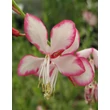 Kép 1/2 - Gaura lindheimeri 'Rosy Jane – Harrosy' – Évelő díszgyertya