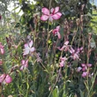 Kép 2/2 - Gaura lindheimeri 'Rosy Jane – Harrosy' – Évelő díszgyertya