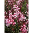 Kép 2/3 - Gaura lindheimeri 'Sunset Dreams' – Évelő díszgyertya
